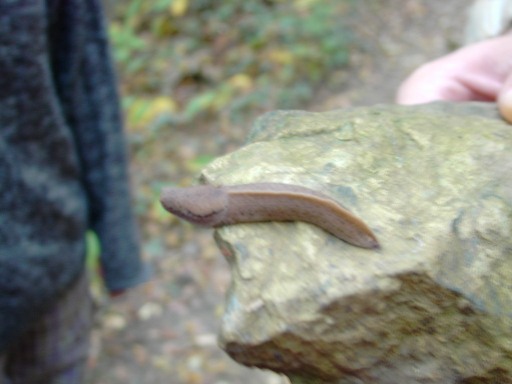 Limax subalpinus e L. monregalensis ? dal Piemonte